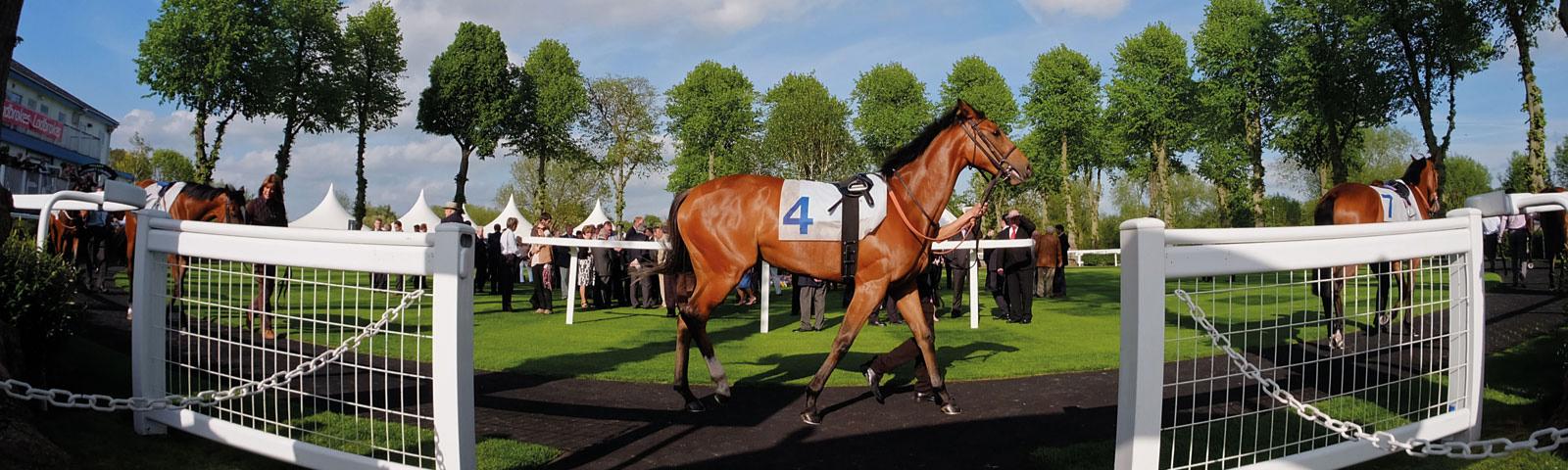 Horse being walked through parade ring,