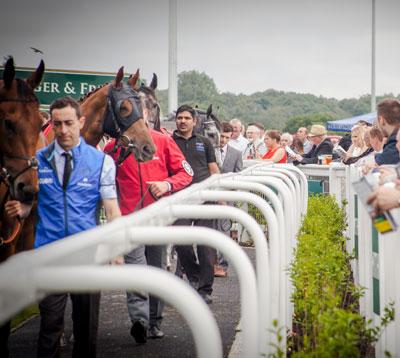 Race horses being led through parade ring.