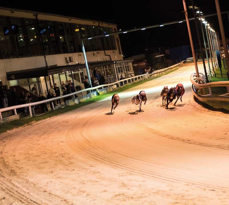 Greyhounds racing in the evening.
