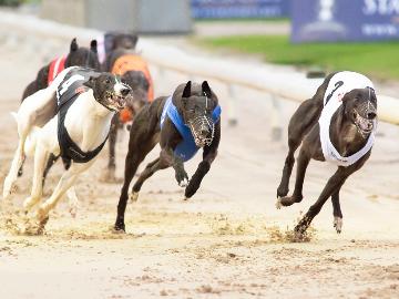 ARC announces the acquisition of Nottingham Greyhound Stadium