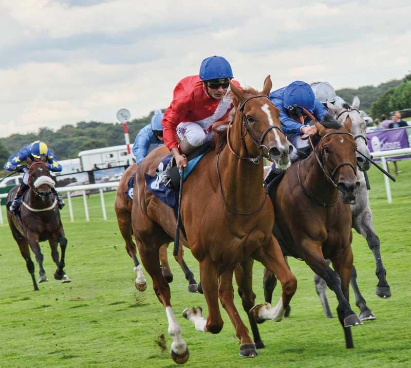 Five jockeys racing.